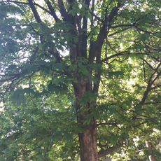 Platanus by Dovholiuk