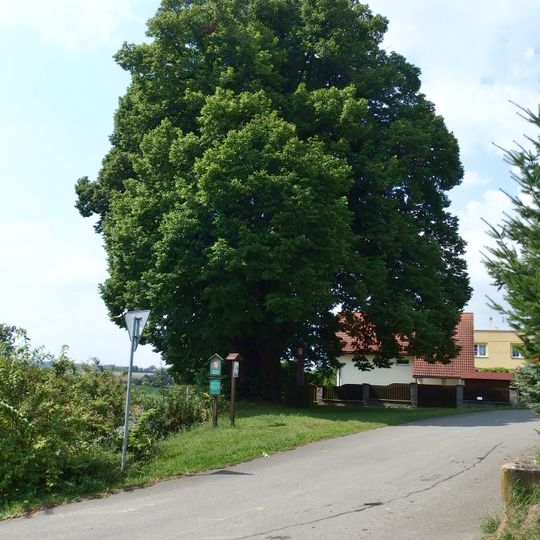 Lípa Jana Jiskry z Brandýsa