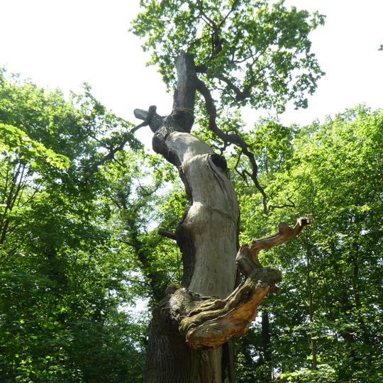 Naturdenkmal Hirschkopfeichen