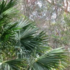 McKay Reserve, Palm Beach, New South Wales