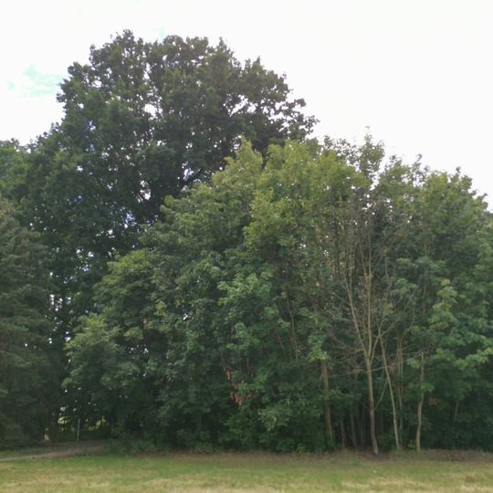 Naturdenkmal Stieleiche am südlichen Ende des Teichweges, am Zaun in Kroppen