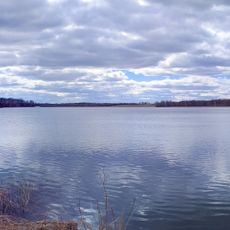 Red Cedar