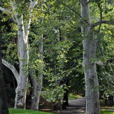 Plants area in Paczków