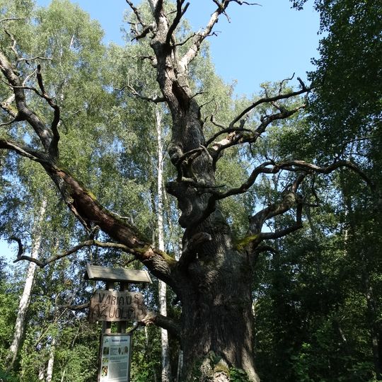 Variaus ąžuolas