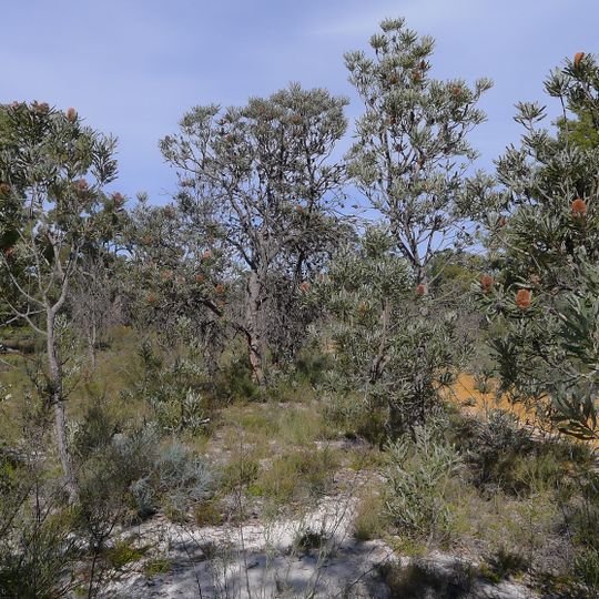 Wandoo National Park