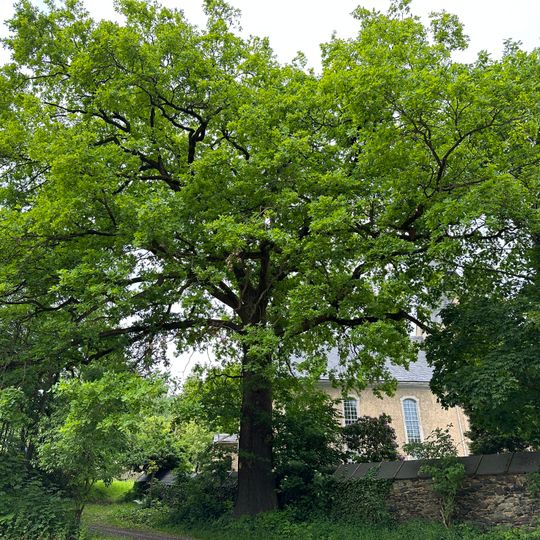 Eiche am Friedhof