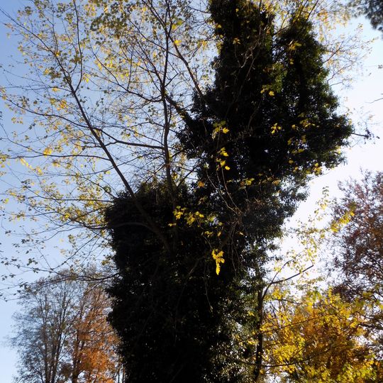 Javor stříbrný v Jindřichovickém zámeckém parku