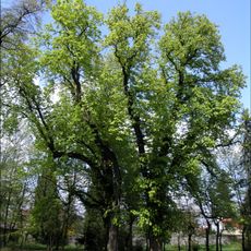 Skupina jírovců maďalů v Oboře Hvězda