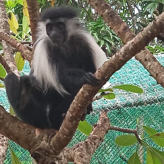 Colobus Conservation