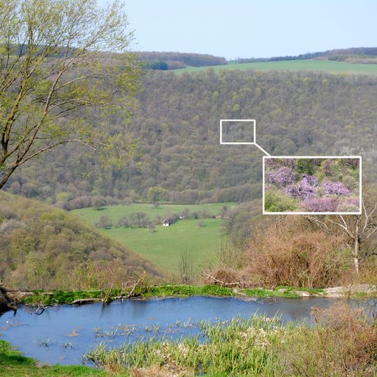 Sokilets colony of herons