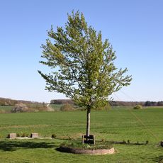 1 Weißbuche Schimpferwasen