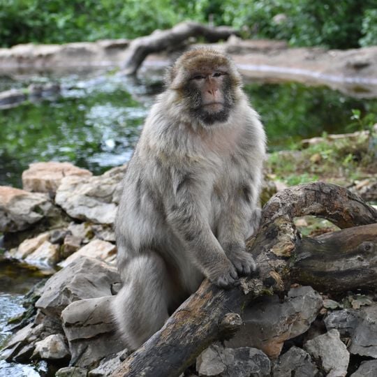 Rocamadour Monkey Forest
