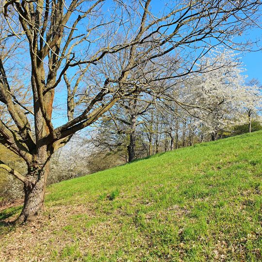 Halbtrockenrasen oberhalb Johannismühle