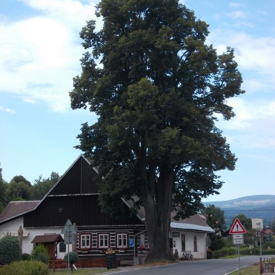 Tilia platyphyllos in Dolní Lánov