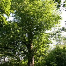 Eßkastanie Blütenweg