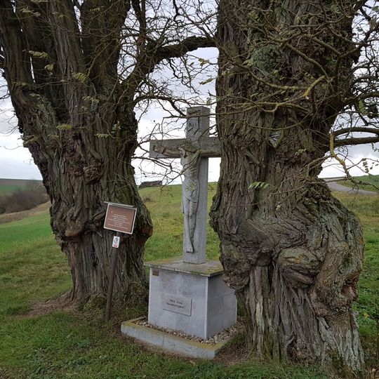 Naturdenkmal 2 Akazien Gerlachsheimer Weg links