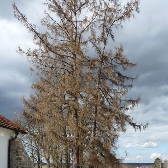 Modřín u Svaté Trojice