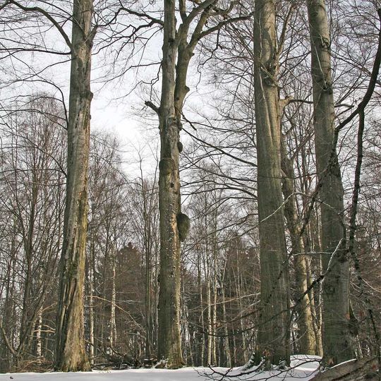 Buky u Vysokého Chvojna