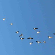 Vogelschutzgebiet 'Weseraue'