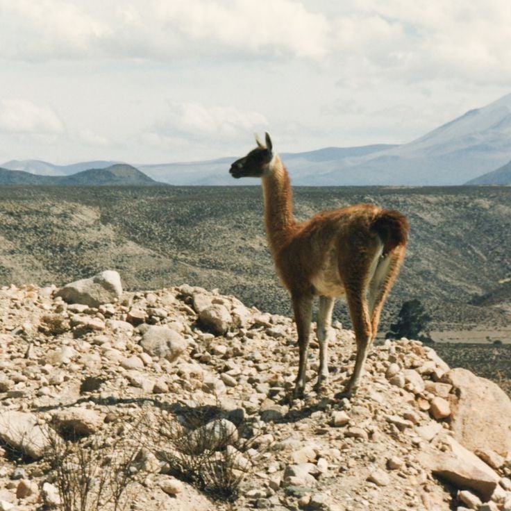 Lauca National Park