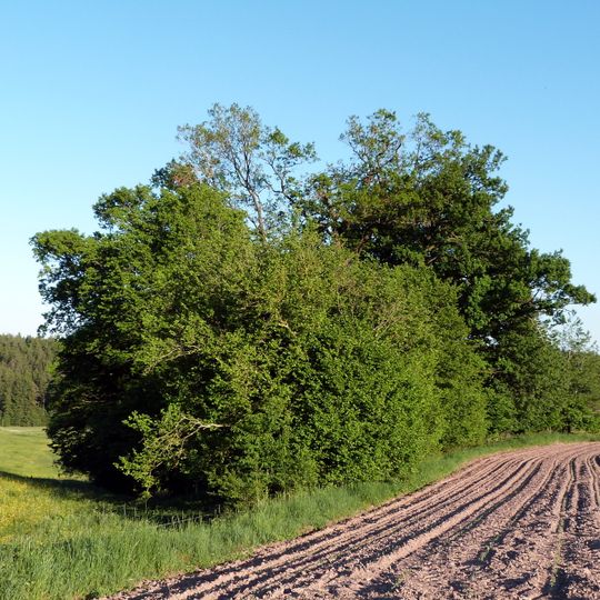 Quellnische mit Gehölz südöstl.Dankoltsweiler