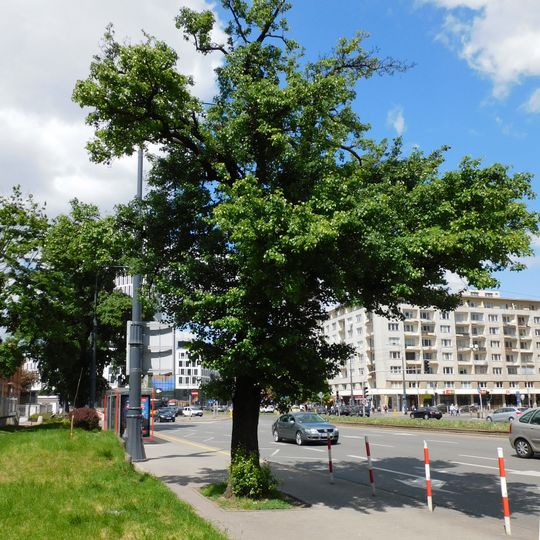 Monumental pear tree at Puławska Street in Warsaw