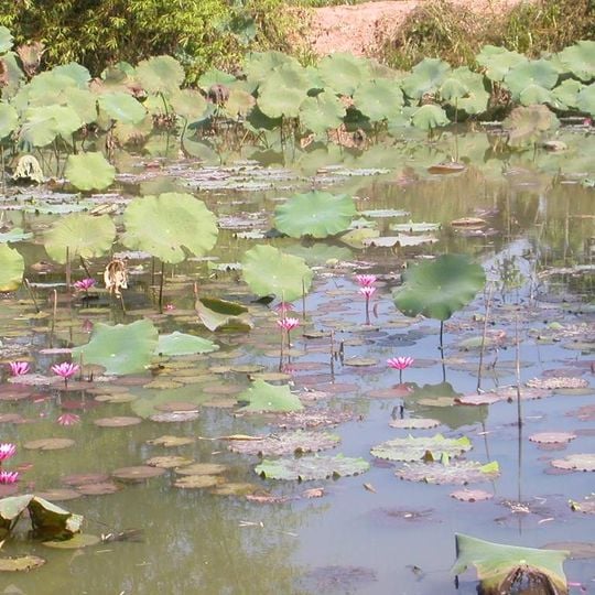 Parc national de Phu Sa Dok Bua