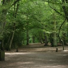 Highgate Wood