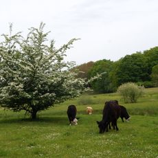 Trockenhänge bei Jülchendorf und Schönlager See