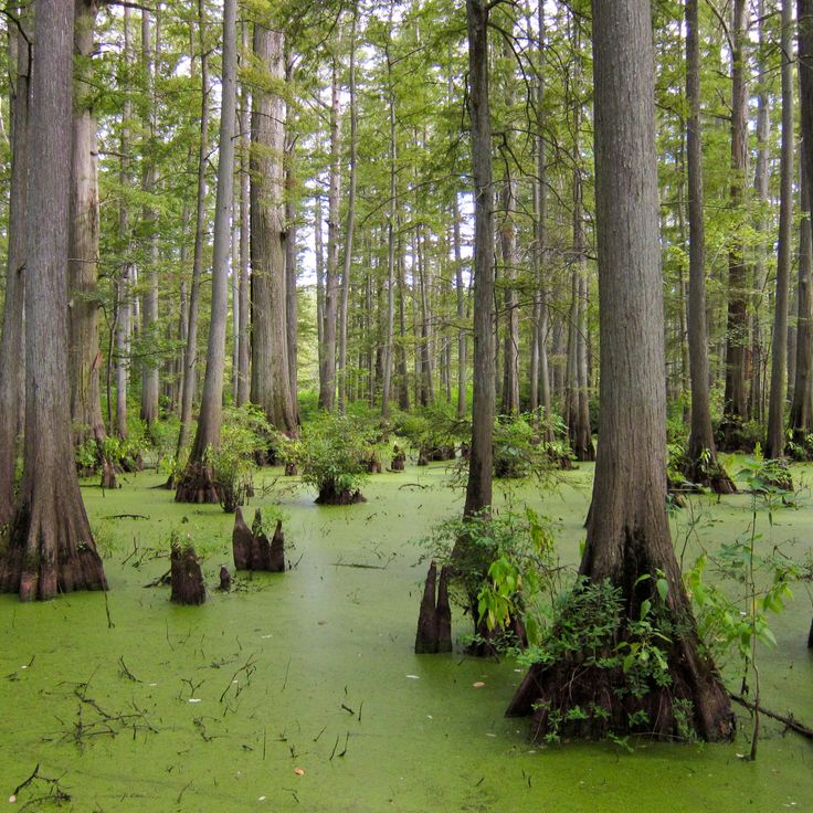 Area Naturale Statale del Fiume Cache