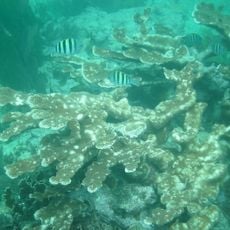 John Pennekamp Coral Reef State Park
