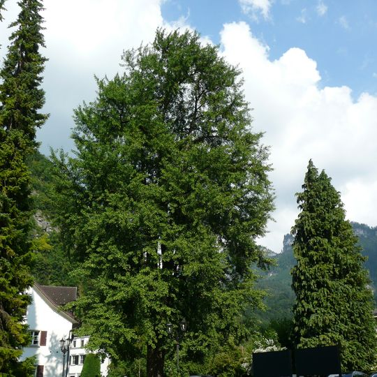 Natural monument "Ginkgo biloba"