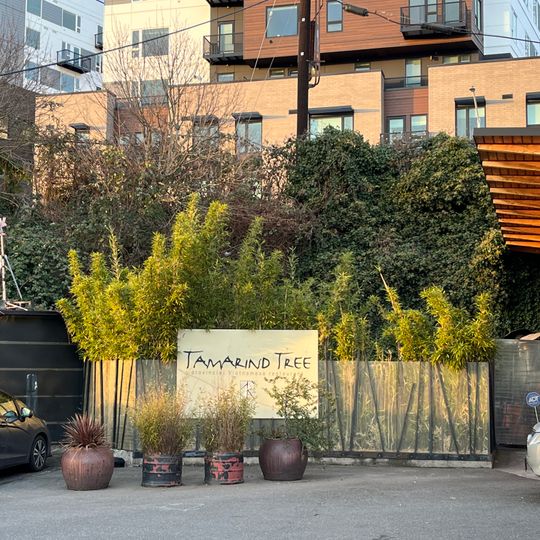 Tamarind Tree