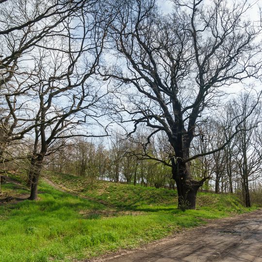 Stieleiche am Kellerberg