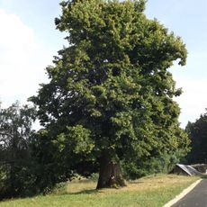 Lípa u Klášterského rybníka