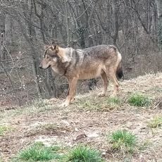 Area faunistica del Lupo Appenninico (lato sud)