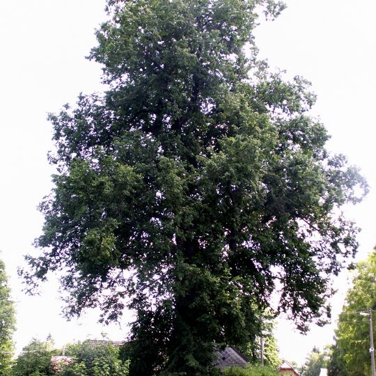 Lípa velkolistá v Křižánkách