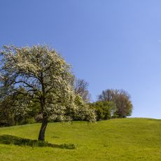 Mesolithische Freilandstation in Altdorf bei Nürnberg
