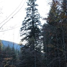 Jedle Veroniky Lahrové