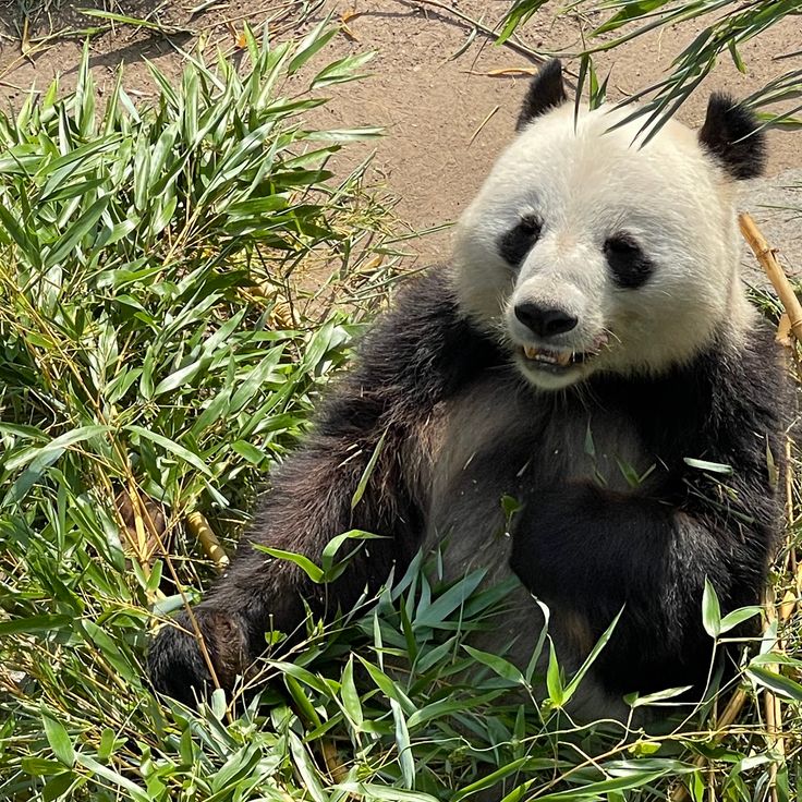 Giant Panda