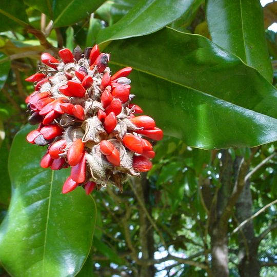 Jardín Botánico de la Roche Fauconnière