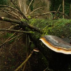 Rezerwat przyrody Zimna Woda (województwo lubuskie)