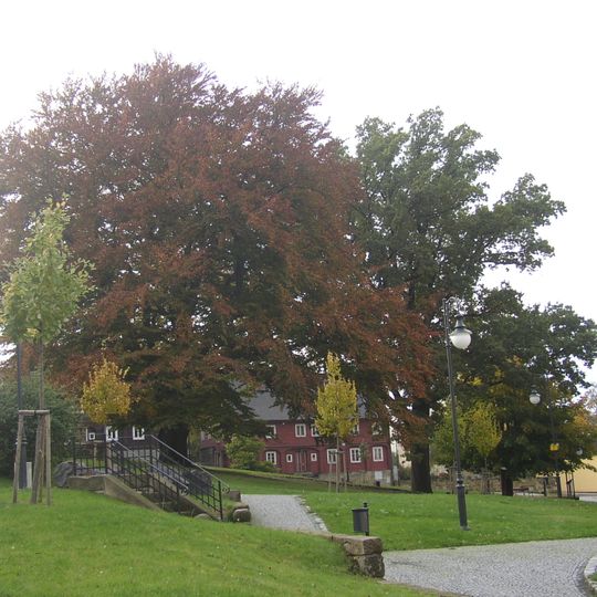Fagus sylvatica 'Atropunicea' and Quercus robur in Jiřetín pod Jedlovou