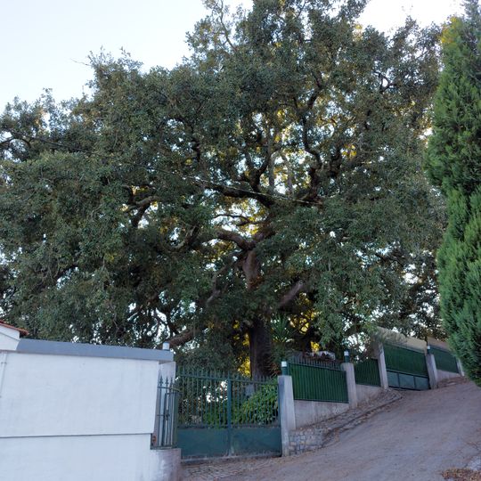 Árvore isolada em Rua Baldeira do Avelar