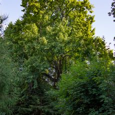 Lípa pod Panorámkou