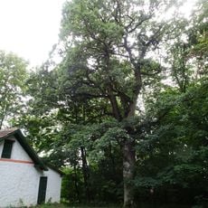 Dub u Kamenné búdy