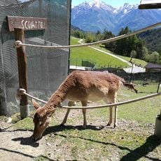 Chevrere Animal Park Mont Avic