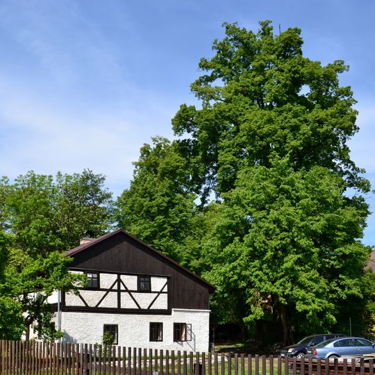 Prunéřovská lípa