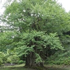 Grand Katsura of Itoi