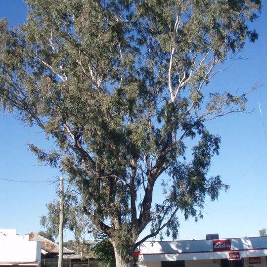 Leichhardt Tree, Taroom